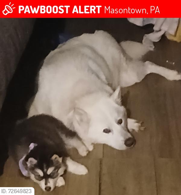 Lost Female Dog last seen Near Sugar Ridge road Masontown pa 15461, Masontown, PA 15461