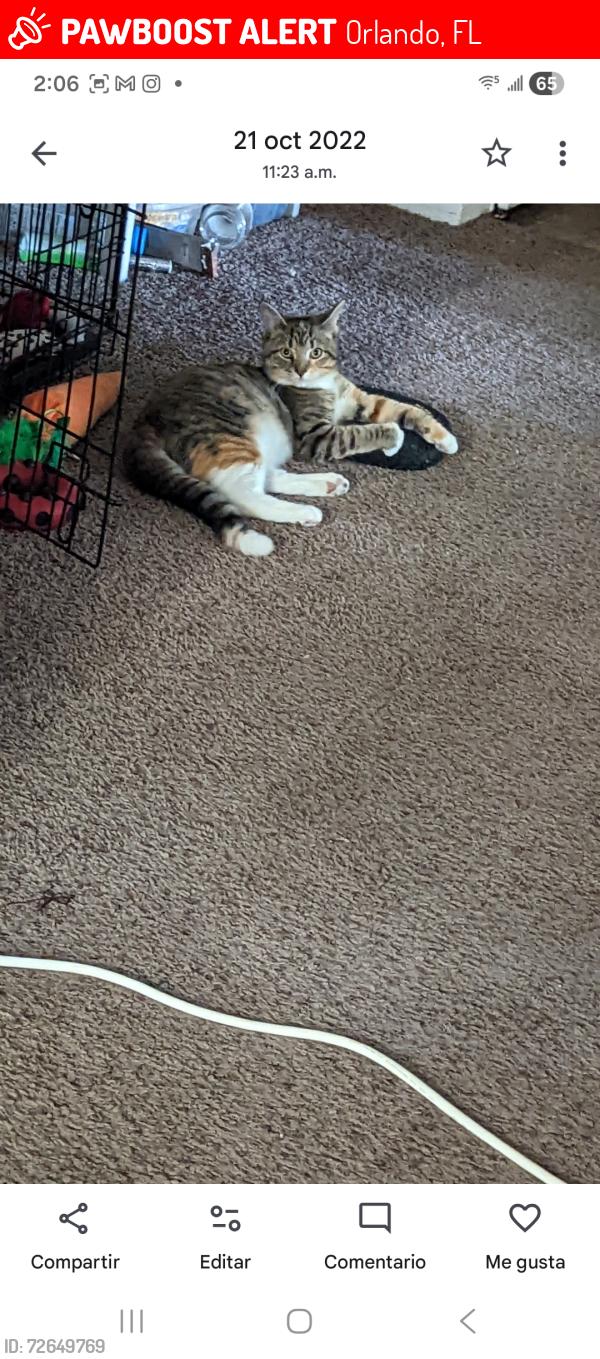 Lost Female Cat last seen Orlando , Orlando, FL 32801