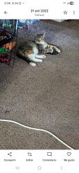 Lost Female Cat last seen Orlando , Orlando, FL 32801