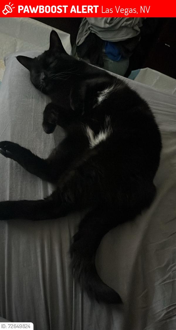 Lost Female Cat last seen Rainbow / charleston, Las Vegas, NV 89145