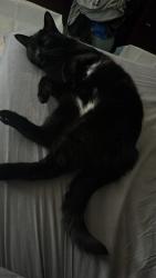 Lost Female Cat last seen Rainbow / charleston, Las Vegas, NV 89145