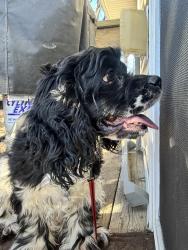 Found/Stray Unknown Dog last seen Se 6th st and pioneer , Des Moines, IA 50305