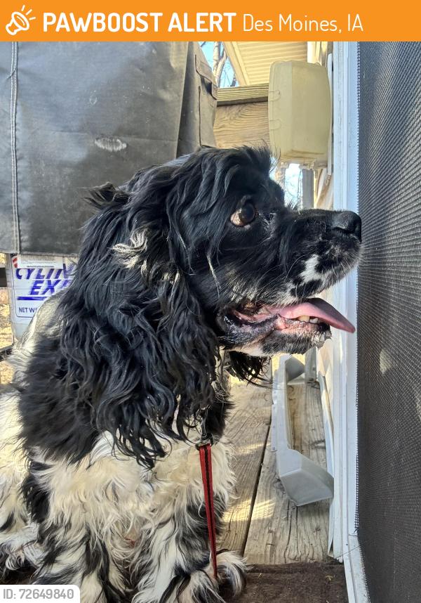Found/Stray Unknown Dog last seen Se 6th st and pioneer , Des Moines, IA 50305