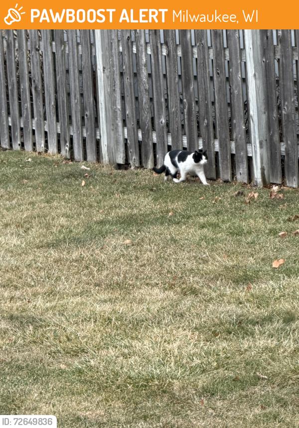 Found/Stray Unknown Cat last seen Near w armour avenue , Milwaukee, WI 53207