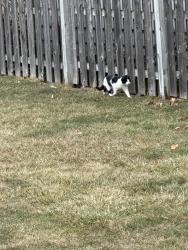 Found/Stray Unknown Cat last seen Near w armour avenue , Milwaukee, WI 53207