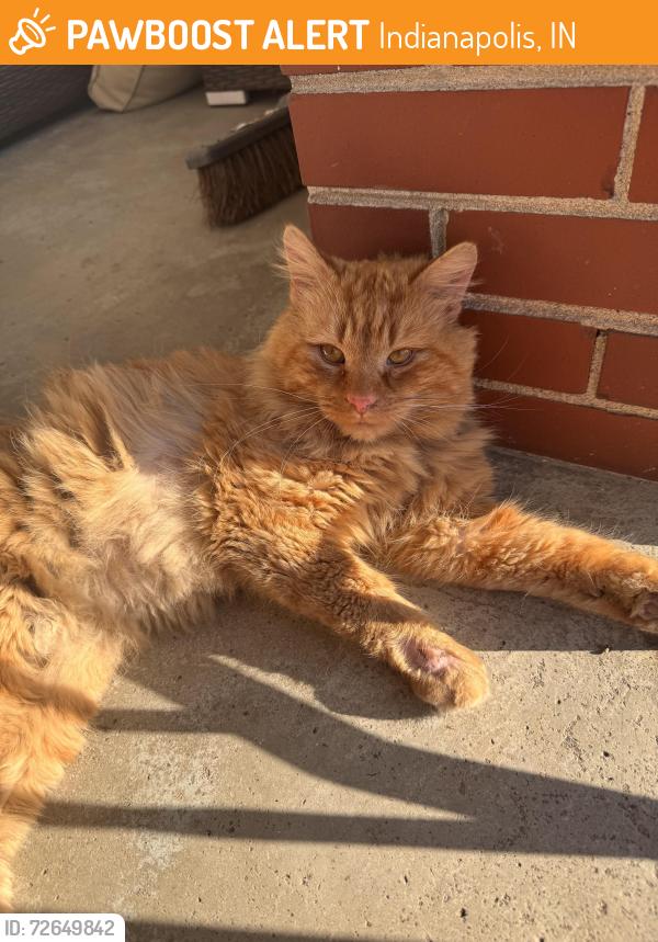 Found/Stray Unknown Cat last seen north kealing and washington st, Indianapolis, IN 46201