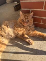 Found/Stray Unknown Cat last seen north kealing and washington st, Indianapolis, IN 46201