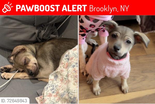 Lost Female Dog last seen Macon St, Brooklyn, NY 11233