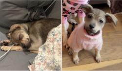 Lost Female Dog last seen Macon St, Brooklyn, NY 11233