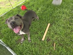 Found/Stray Female Dog last seen Near A.V. Cato Elementary School, Fort Worth, TX 76114