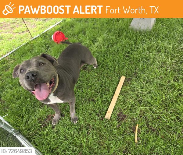 Found/Stray Female Dog last seen Near A.V. Cato Elementary School, Fort Worth, TX 76114