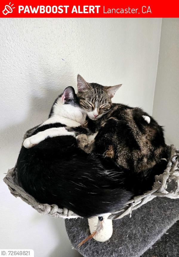Lost Female Cat last seen cordova park apmts in lancaster ca, Lancaster, CA 93534