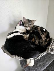 Lost Female Cat last seen cordova park apmts in lancaster ca, Lancaster, CA 93534