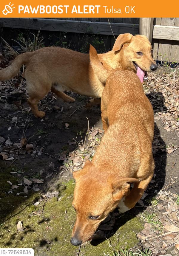 Found/Stray Unknown Dog last seen Yale/Sheridan and S. 91st St, Tulsa, OK 74137
