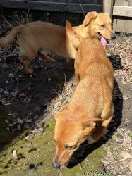 Found/Stray Unknown Dog last seen Yale/Sheridan and S. 91st St, Tulsa, OK 74137