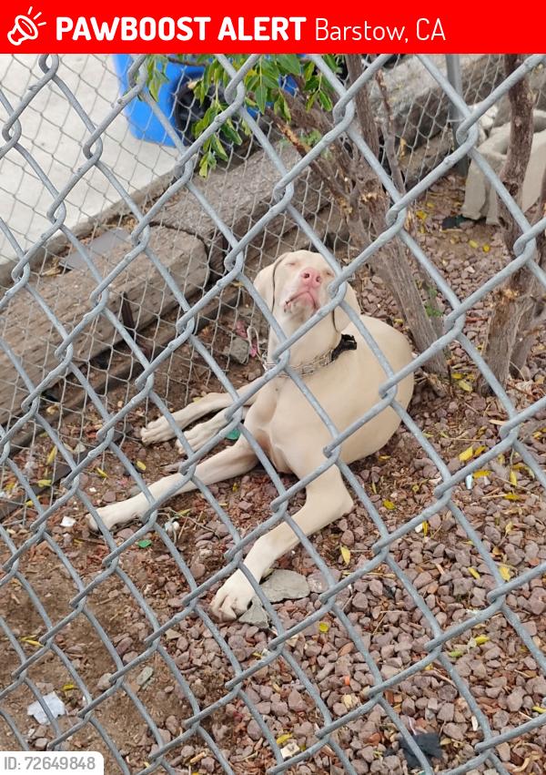 Lost Male Dog last seen fredricks st 2nd ave barstow ca 92311, Barstow, CA 92311