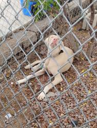 Lost Male Dog last seen fredricks st 2nd ave barstow ca 92311, Barstow, CA 92311