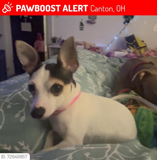 Lost Female Dog last seen Harvard and Camron , Canton, OH 44703