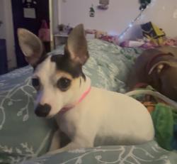 Lost Female Dog last seen Harvard and Camron , Canton, OH 44703