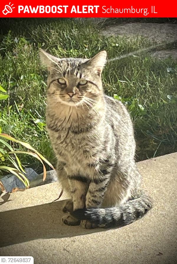 Lost Male Cat last seen Roselle & Pratt, Schaumburg, IL 60193