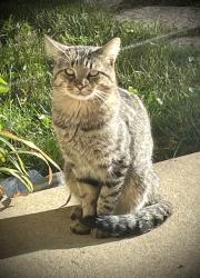 Lost Male Cat last seen Roselle & Pratt, Schaumburg, IL 60193