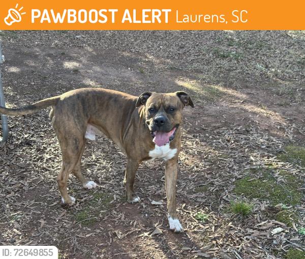 Found/Stray Male Dog last seen South Harper st , Laurens, SC 29360
