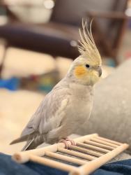 Lost Female Bird last seen Medina, South court street, Medina, OH 44256