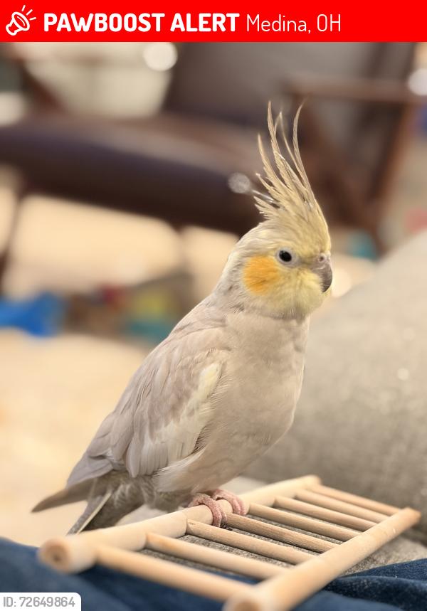 Lost Female Bird last seen Medina, South court street, Medina, OH 44256