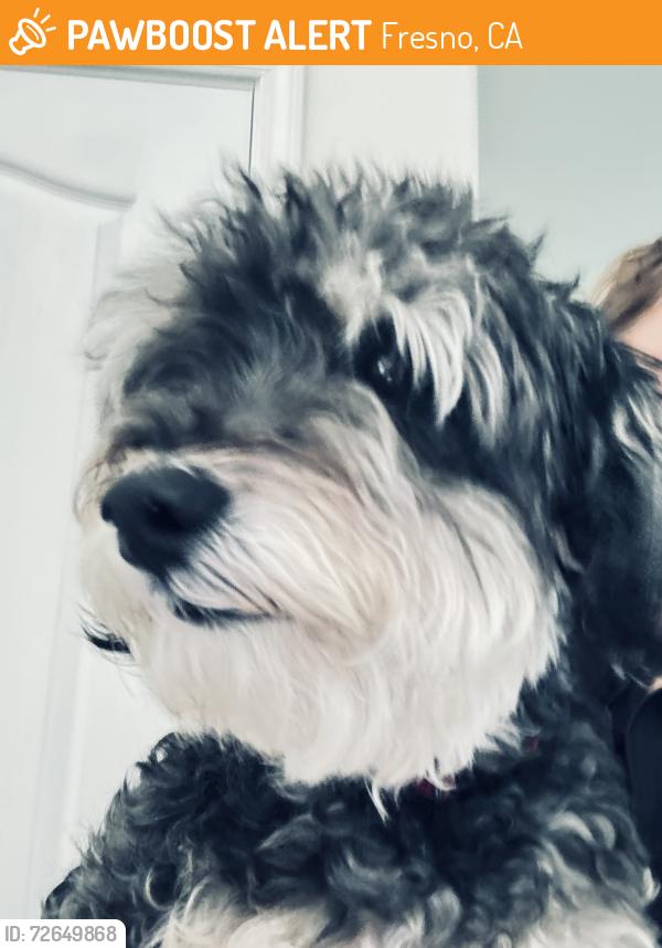 Found/Stray Unknown Dog last seen Herndon and Millbrook , Fresno, CA 93720