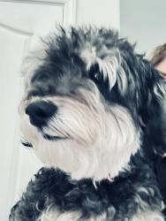 Found/Stray Unknown Dog last seen Herndon and Millbrook , Fresno, CA 93720