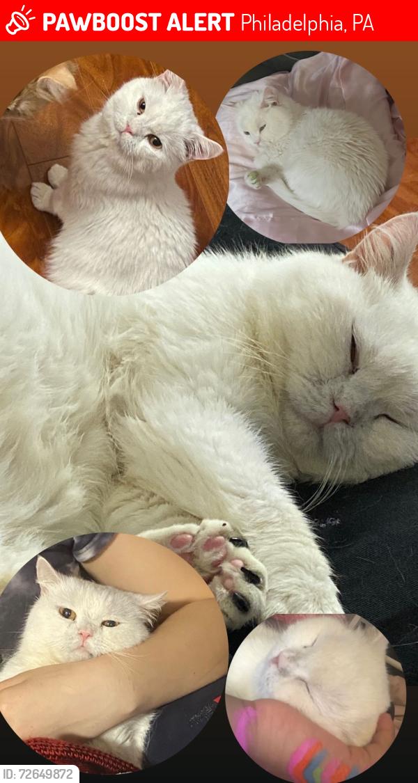Lost Male Cat last seen Rockwell Ave and Cottman Ave, Philadelphia, PA 19111
