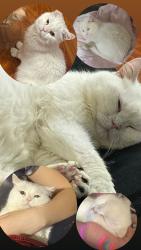 Lost Male Cat last seen Rockwell Ave and Cottman Ave, Philadelphia, PA 19111