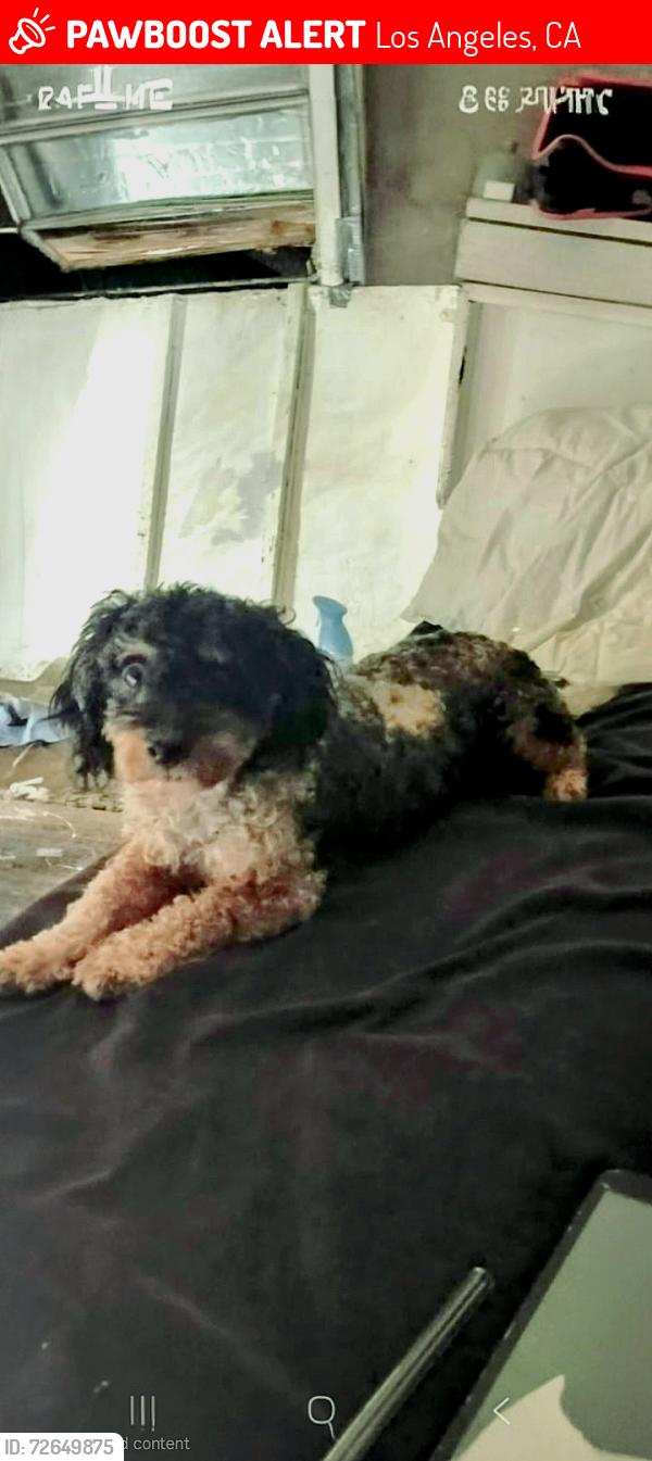 Lost Male Dog last seen Florence and compton ave , Los Angeles, CA 90001