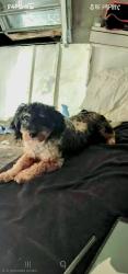Lost Male Dog last seen Florence and compton ave , Los Angeles, CA 90001