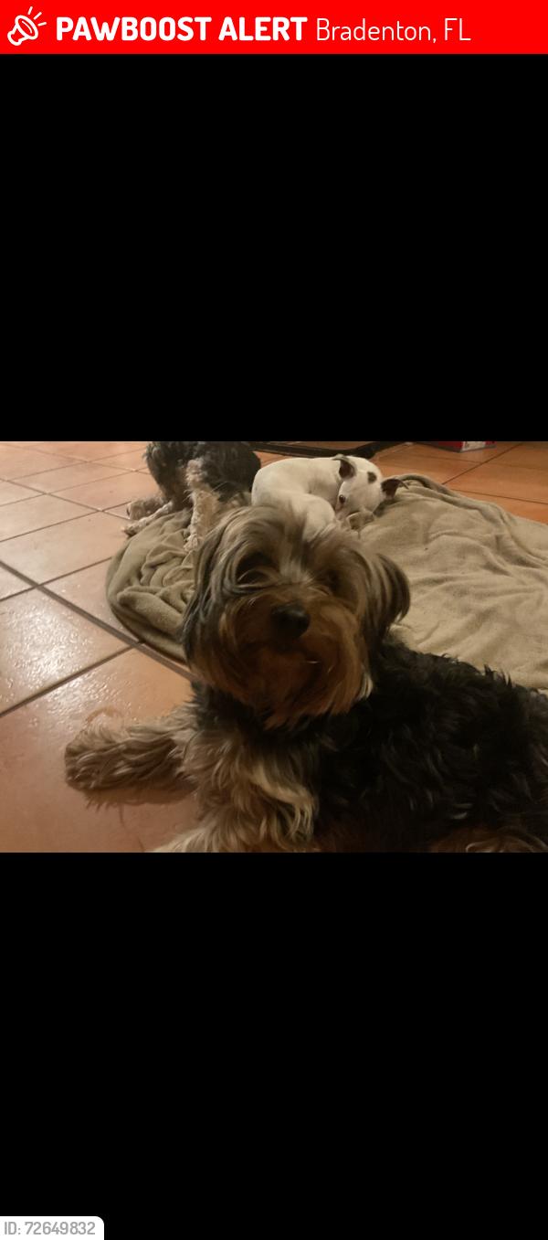 Lost Male Dog last seen 26th st and 47th ave w, Bradenton, FL 34207