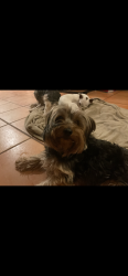 Lost Male Dog last seen 26th st and 47th ave w, Bradenton, FL 34207