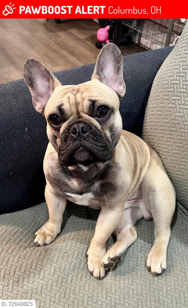 Lost Male Dog last seen Alley between Hayden Ave and Princeton Ave, Columbus, OH 43222
