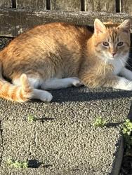 Found/Stray Male Cat last seen Found near hwy 27 near hwy 10 and 18, Vale, NC 28168