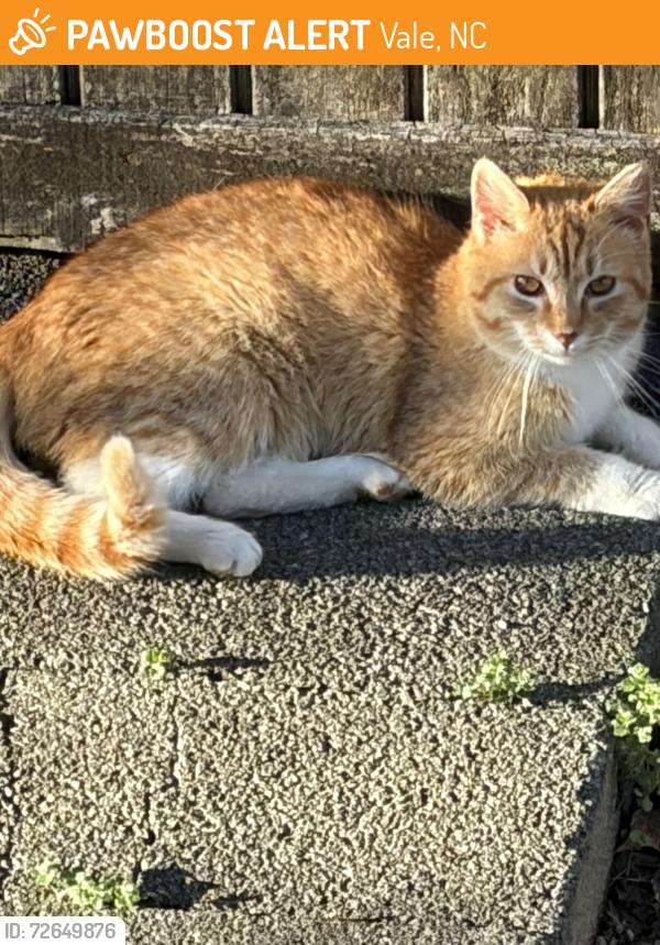 Found/Stray Male Cat last seen Found near hwy 27 near hwy 10 and 18, Vale, NC 28168