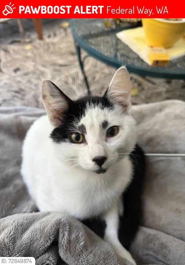 Lost Male Cat last seen 33rd ST SW, Federal Way, WA 98023