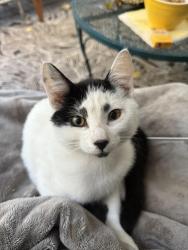 Lost Male Cat last seen 33rd ST SW, Federal Way, WA 98023