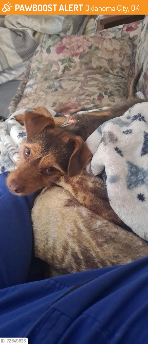 Found/Stray Male Dog last seen Nw 10th/meridian , Oklahoma City, OK 73127