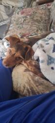 Found/Stray Male Dog last seen Nw 10th/meridian , Oklahoma City, OK 73127