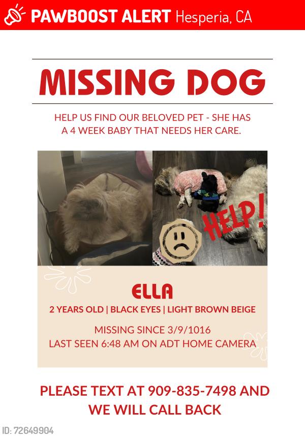 Lost Female Dog last seen Meyer ct. Hesperia , Hesperia, CA 92345