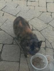 Found/Stray Unknown Cat last seen Glen’s  , Westlake, OH 44145