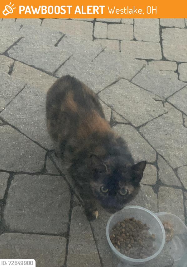 Found/Stray Unknown Cat last seen Glen’s  , Westlake, OH 44145