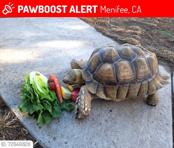 Lost Male Reptile last seen Bridge Water Lane, Sand Island Way, N. Port Ln, Spring Deep Terrace, La Piedra Rd, Antelope Rd, Newport Rd, Menifee Rd, Menifee, CA 92584