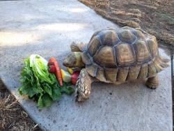 Lost Male Reptile last seen Bridge Water Lane, Sand Island Way, N. Port Ln, Spring Deep Terrace, La Piedra Rd, Antelope Rd, Newport Rd, Menifee Rd, Menifee, CA 92584