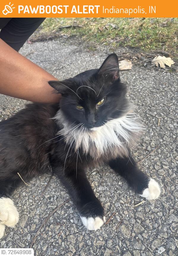 Found/Stray Unknown Cat last seen the park near pike high school on the trail , Indianapolis, IN 46268