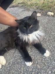 Found/Stray Unknown Cat last seen the park near pike high school on the trail , Indianapolis, IN 46268
